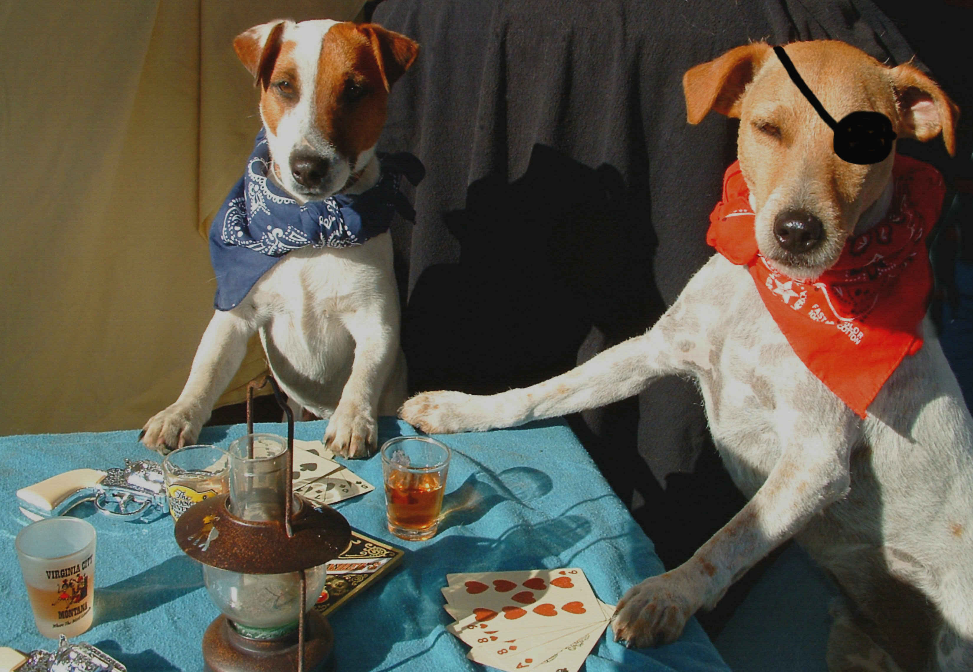 two funny dogs sitting at a table